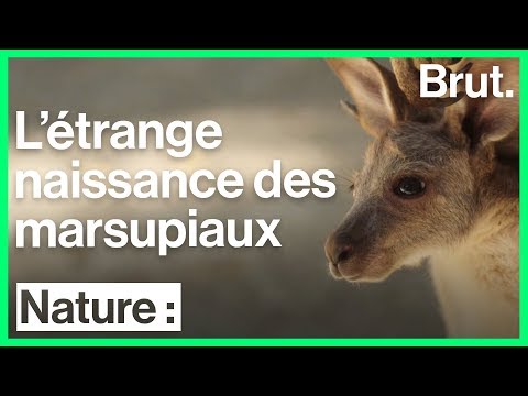 Vidéo: Empreinte Sélectionnée De L'INS Dans Le Marsupial