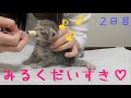 【保護猫】ミルクを飲む子猫／ミルクの飲ませ方解説付き【生後15日】kitten feeding milk