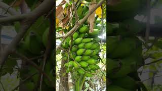 #video #reels #banana Bana #Amazing #video #reels #banana Bana #Amazing