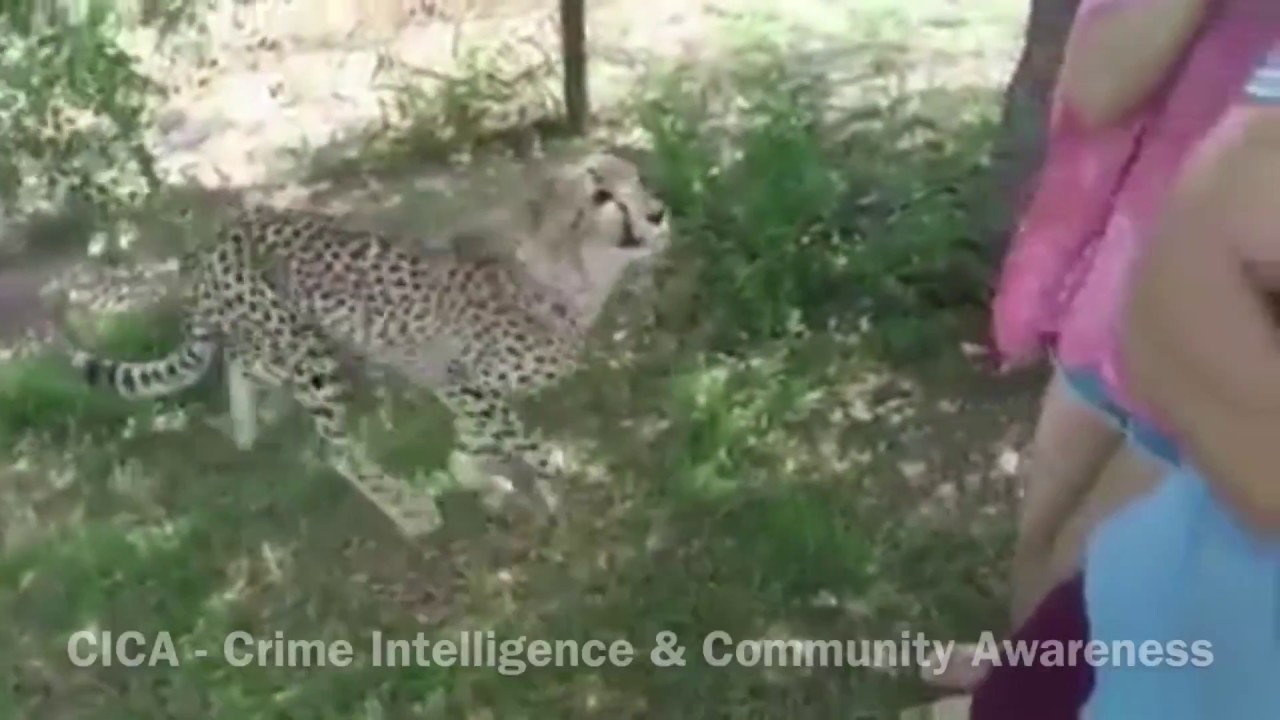 columbus zoo cheetah attack columbus zoo cheetah attack