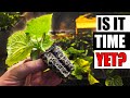 When To Transplant Your Seedlings - Garden Quickie Episode 238