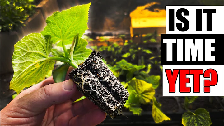 When To Transplant Your Seedlings - Garden Quickie Episode 238 thumbnail
