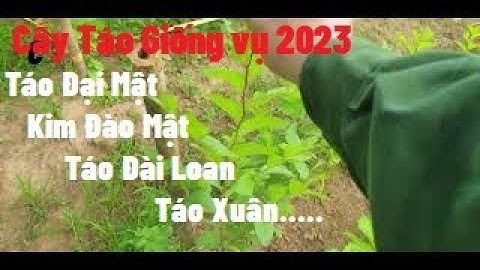 Cây Táo Giống Vụ 2023 I Núi Đồi Lục Ngạn