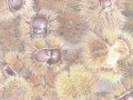 Ref:xiL58rn7aM8 Chestnut Festival in Camps la Source, Provence, France