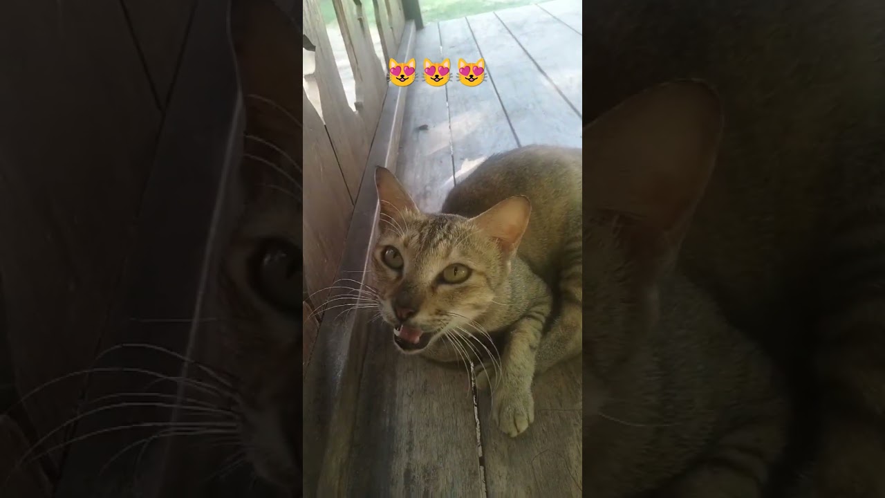 temani kucing liar 1 