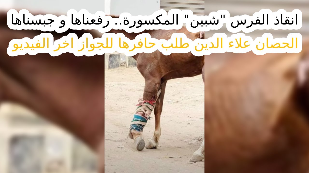انقاذ الفرس 