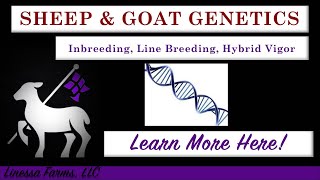 Sheep and Goat Genetics: Inbreeding, Line Breeding, and Hybrid Vigor. What You Need to Know!