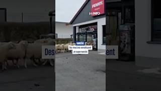 Des moutons envahissent un supermarché de Bavière