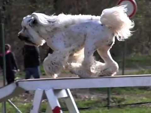 tibetan terrier agility
