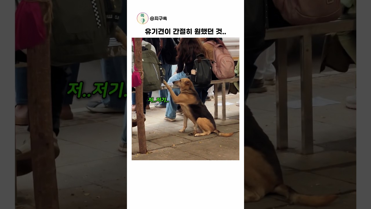 유기견에게 진짜 필요했던 것 ㅠㅠ #동물