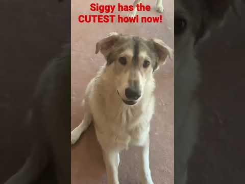 Siggy is over