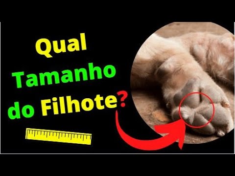 Vídeo: Por que meu cachorro não vai olhar para outros cães?