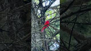 Singing cardinal