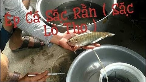 Sinh Sản Cá Sặc Rằn