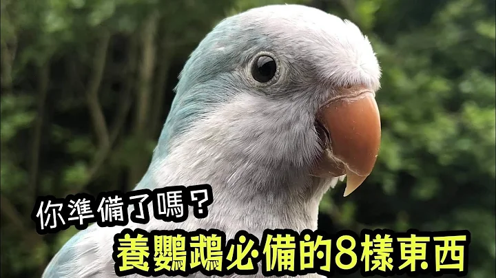 养鹦鹉一定要有的8样东西 你准备了吗 | 精鹉疯云 - 天天要闻