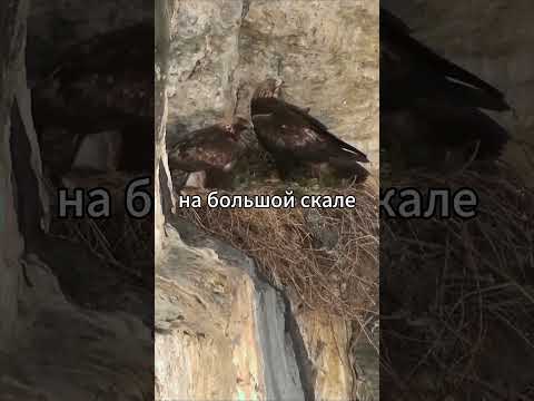 брат убивает брата \ Дикая жизнь беркутов #животные #звери #природа #природа #жиза #беркут #орел
