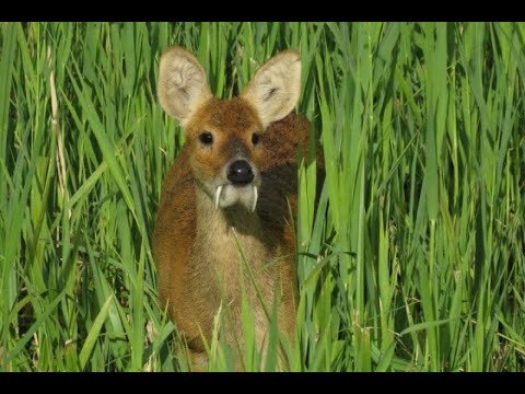 Китайский водяной олень