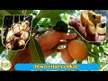 how to ripen chikoo | how to ripe chikoo at home | how to ripen sapota