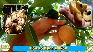 how to ripen chikoo | how to ripe chikoo at home | how to ripen sapota screenshot 3