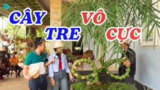 Đi ngắm cây tre vô cực ở Tây Nguyên - ĐỘC LẠ BÌNH DƯƠNG by Độc Lạ Bình Dương 321,969 views 1 month ago 14 minutes, 23 seconds