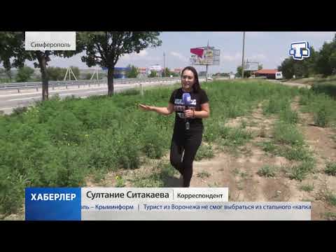 Сезон цветения амброзии