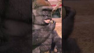 Is This How You Eat A Passion Fruit? #Gorilla #Eating #Asmr #Satisfying