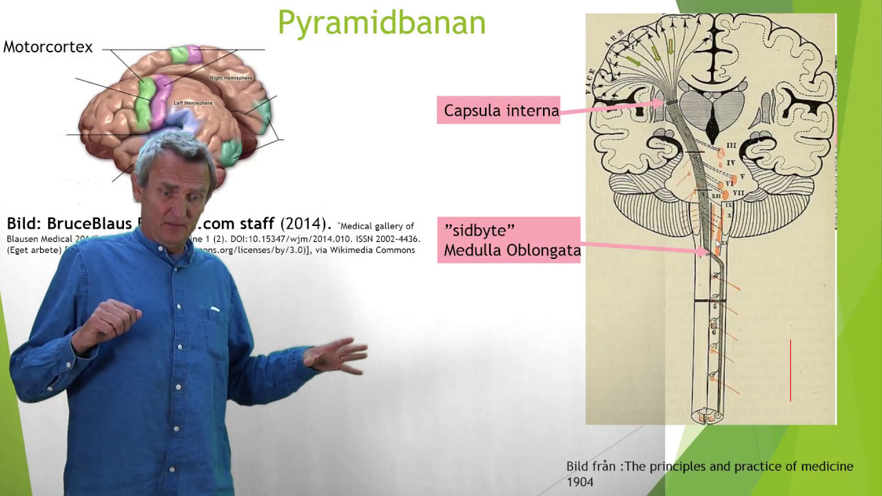 Nervsyst 11 (Banor i ryggmärgen )