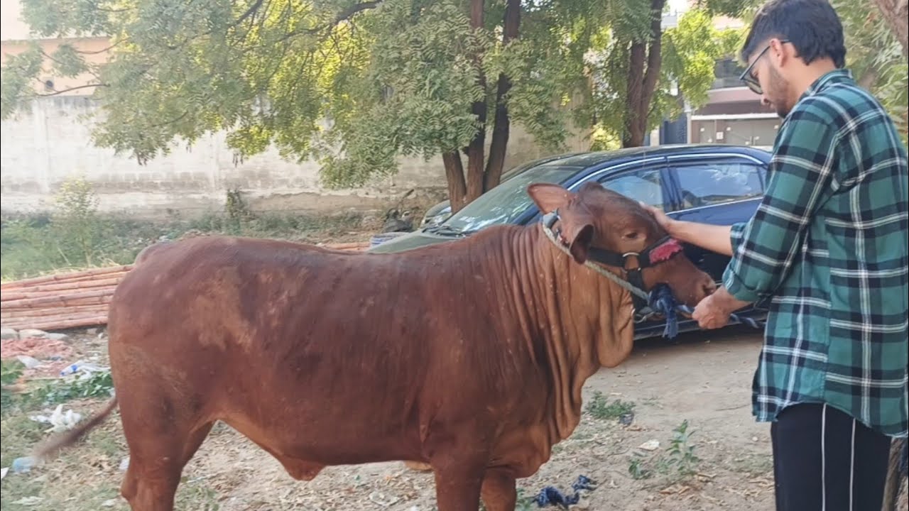 Shezadi bhag gayi 😨 pakarna mushkil😨bachron se milna Kon aya?👀