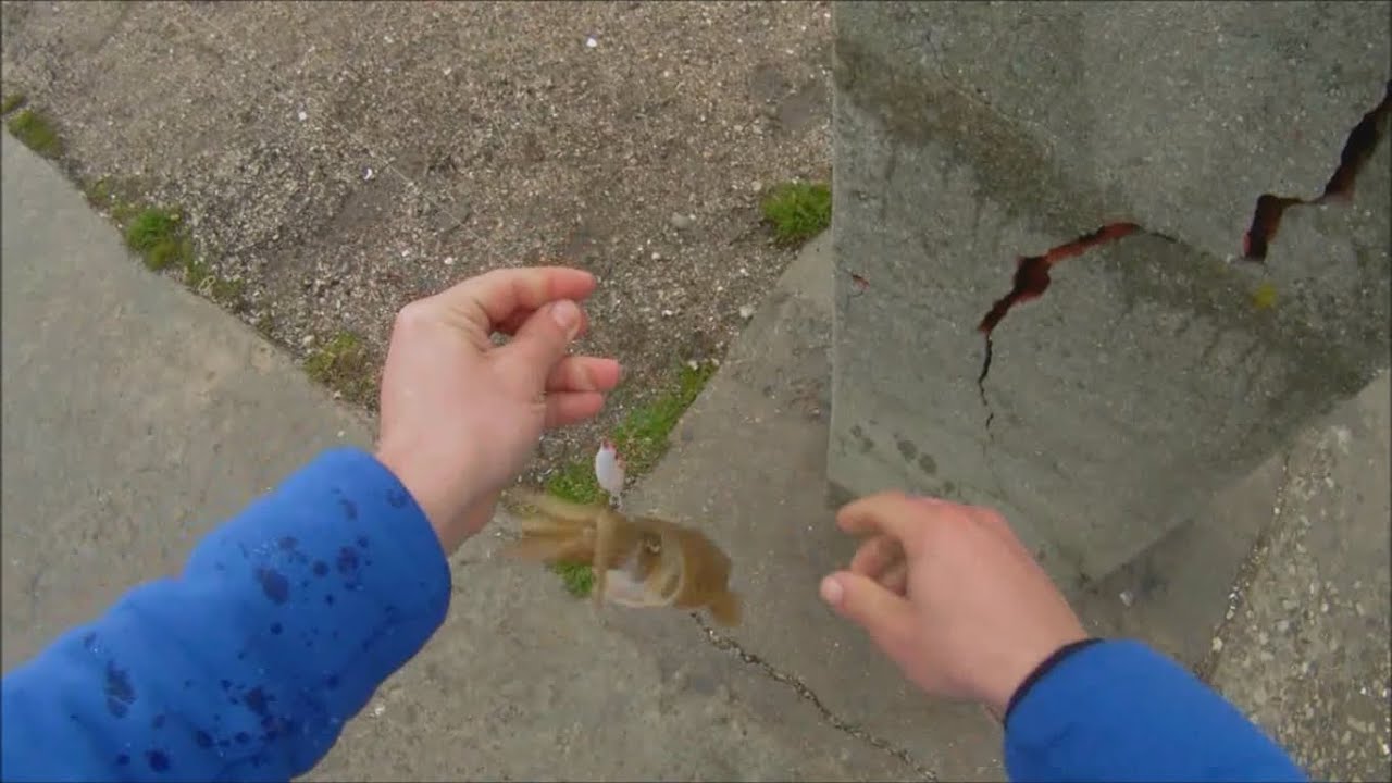 Pesca de choco de margem - Sepia de costa