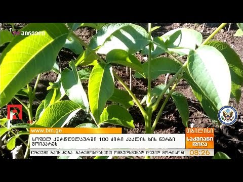 სოფელ კურდღელაურში 100 ძირი კაკლის ხის ნერგი მოიპარეს