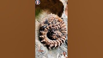 vô tình bắt được một loài động kỳ lạ có ái biết nó là con gi hay không #thegioidongvat#shorts