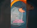 2歳になったハムスターの生い立ち　#ジャンガリアン #ジャンガリアンハムスター #ハムスター #ブリュレ