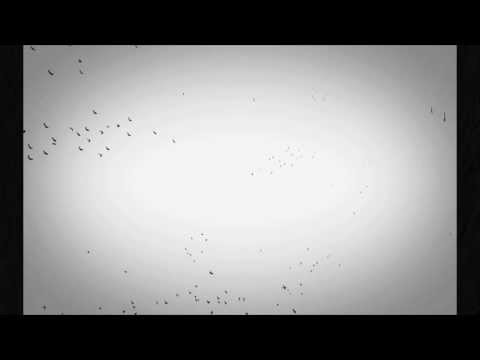 3d birds flocking