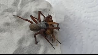 @Dangerouswildarachnids a six eyed sand spider chasing a cricket with its bottom in the air