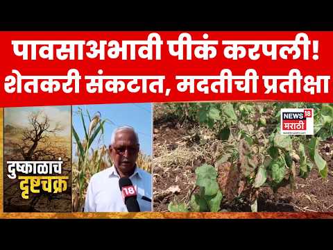 Jalgaon | पावसाअभावी पीकं करपली, शेतकरी संकटात, दिवाळीपूर्वी नुकसान भरपाईची शेतकऱ्यांची मागणी