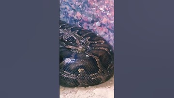 Burmese python😱🐍#shorts #snake ||10 Biggest Snakes Ever Caught On Camera #uttarakhand #a2ashortvlog