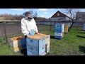 Роение при двухматочном методе пчеловождения.