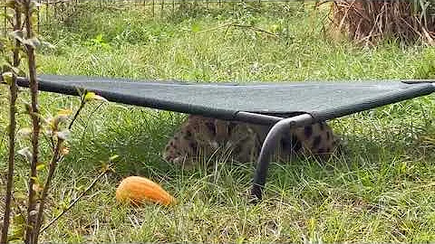 Watch the video about Big Cat Rescue LIVE Q&A with Brittany at Big Cat Rescue 11 27 2022