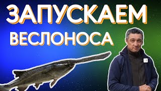 Запускаю в пруд веслоноса. Для чего нужен веслонос в пруду?