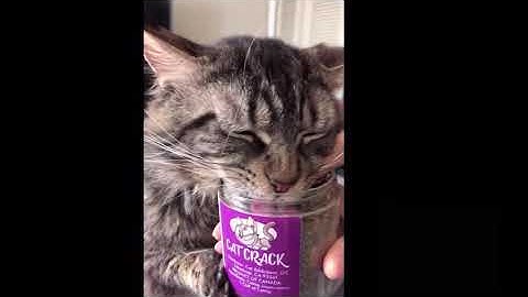 Cat Addicted To Catnip