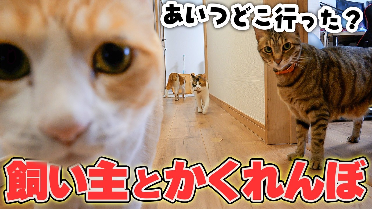 Cats are forced to play hide-and-seek with their owner who just