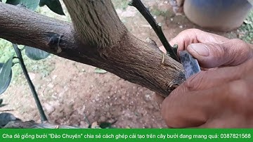 Cách ghép cải tạo trên cây bưởi đang mang trái - Anh Chuyên: 0387821568