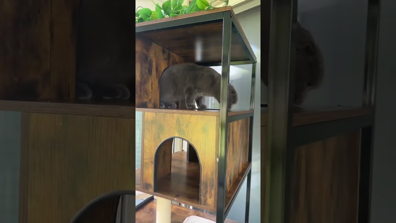 This Is Manhattan Babe 🌆🐾