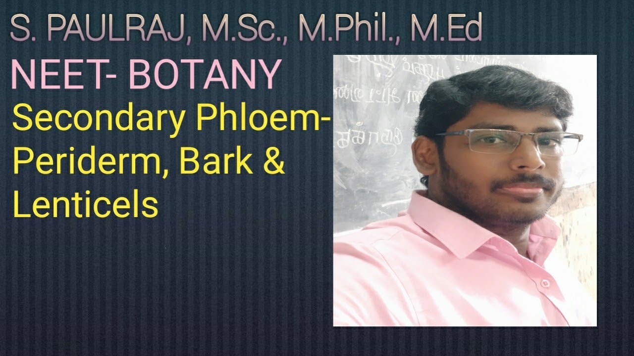 11Std: Secondary phloem - Periderm(Phellem, Phellogen & Phelloderm ...