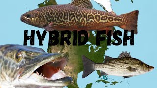 Les 5 poissons hybrides les plus courants d'Amérique du Nord : guide d'identification des espèces