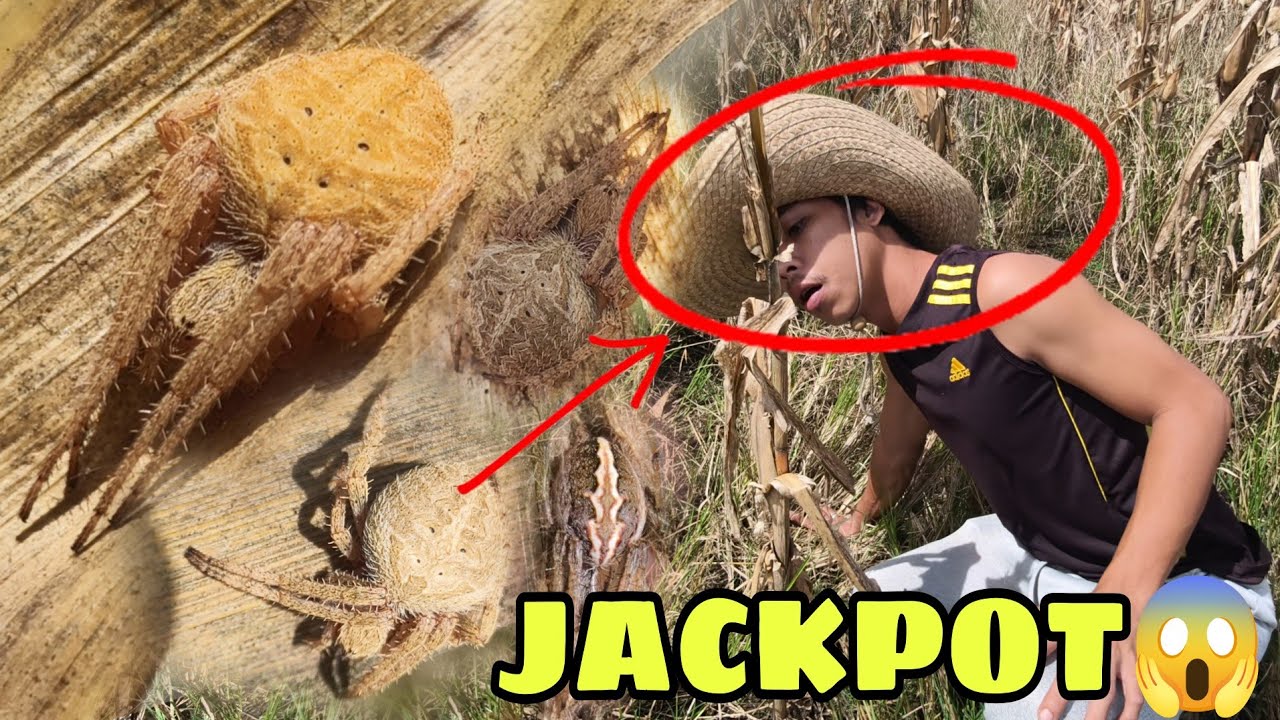 GINTO ANG GAGAMBA JACKPOT 😱