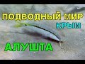 Алушта. Подводный мир. Очень много рыбы