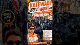 🐐 Katewadi Breed Goats Market View 🔥 | Best Katewadi Bakri #shorts #goatmarket #business #goat #fyp