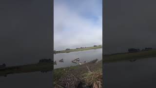 Let em big honkers eat