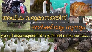 Turkey farming | Goose Farming | Poultry Farming kerala | Kozhi Farm